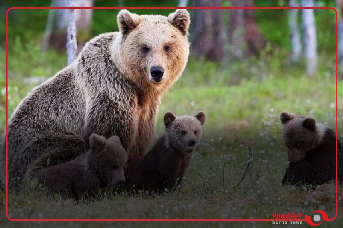 ثبت تصاویر شگفت‌انگیز از حضور خرس مادر و توله‌اش در ارتفاعات جنگلی سیاهرود رودبار