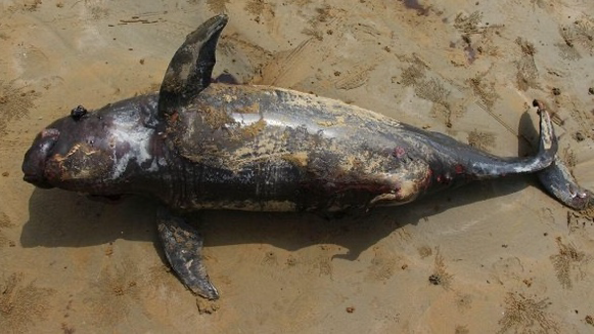 تلف شدن ۳ نهنگ کوچک طی یک هفته در بندرلنگه