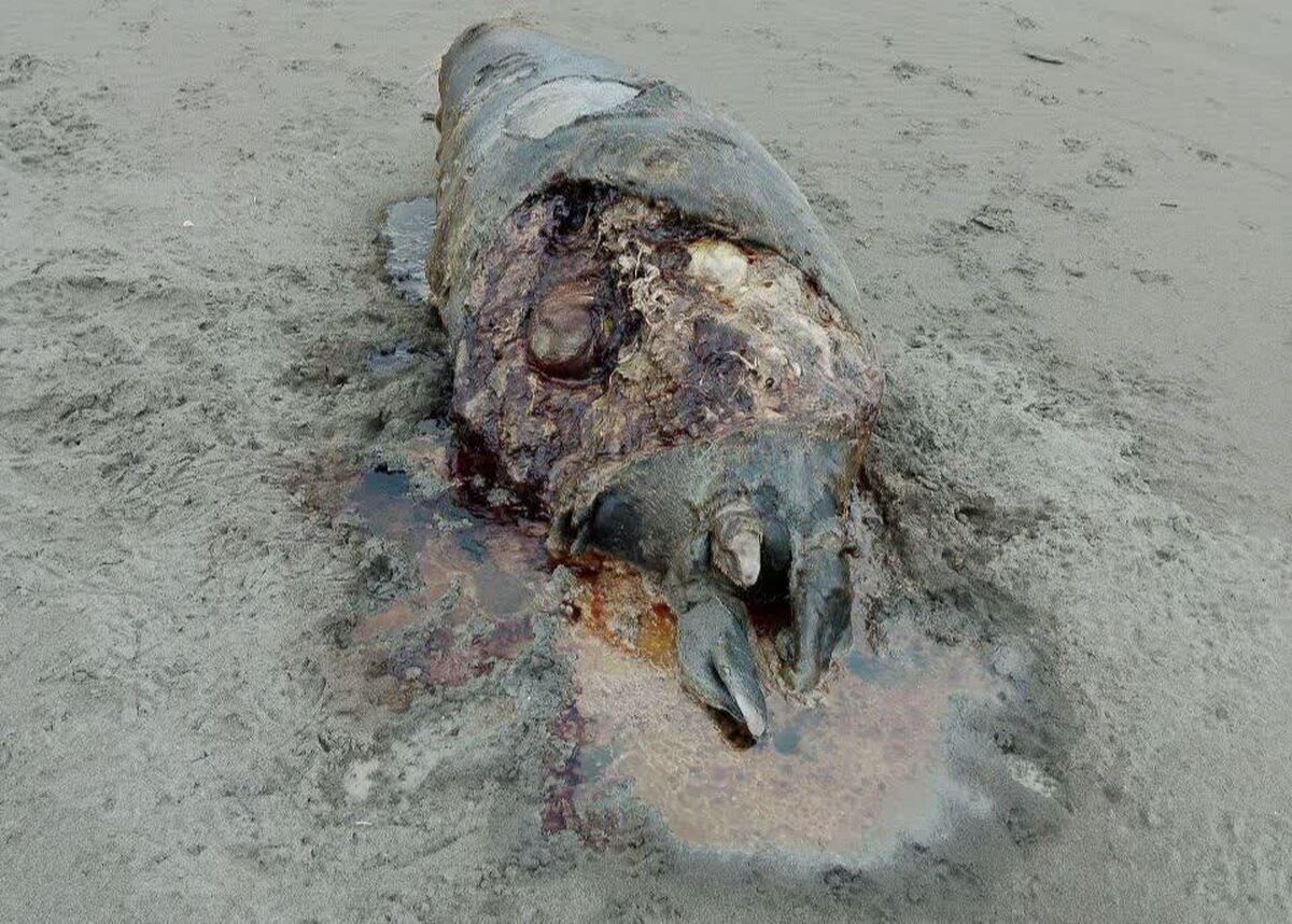 کشف لاشه یک قلاده فک خزری در ساحل پارک ملی بوجاق