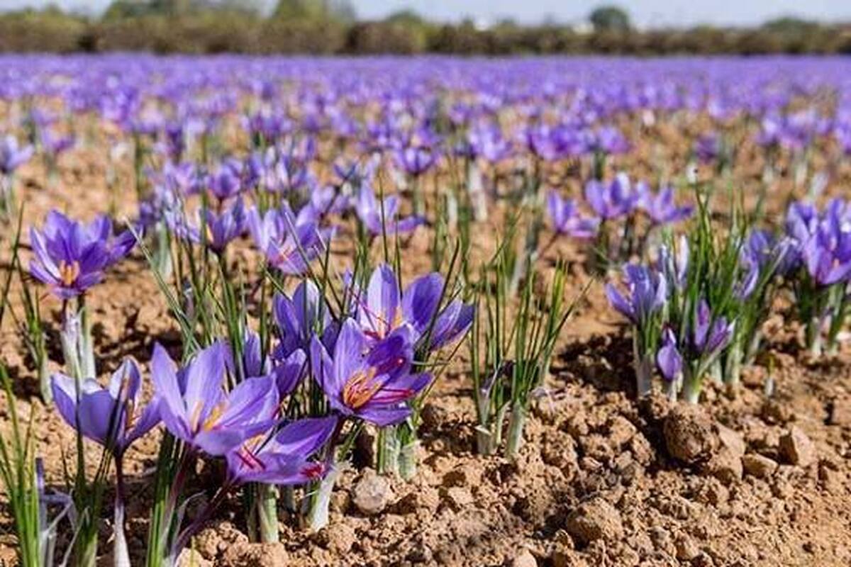 خارج شدن بیش از ۹۰ درصد زعفران تولیدی لرستان از طریق دلال ها