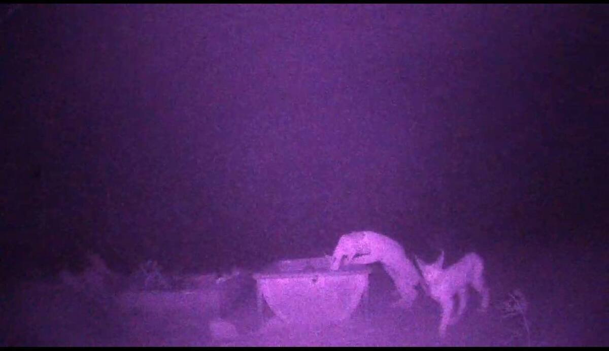 ثبت تصویر ۳ قلاده کاراکال در پناهگاه حیات وحش میاندشت + فیلم