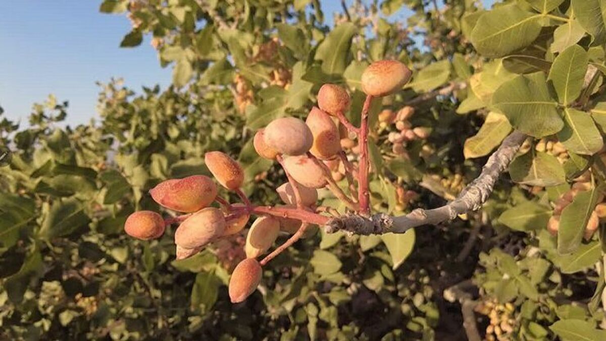 حفظ و نجات درختان پسته با محصول ایران‌ساخت