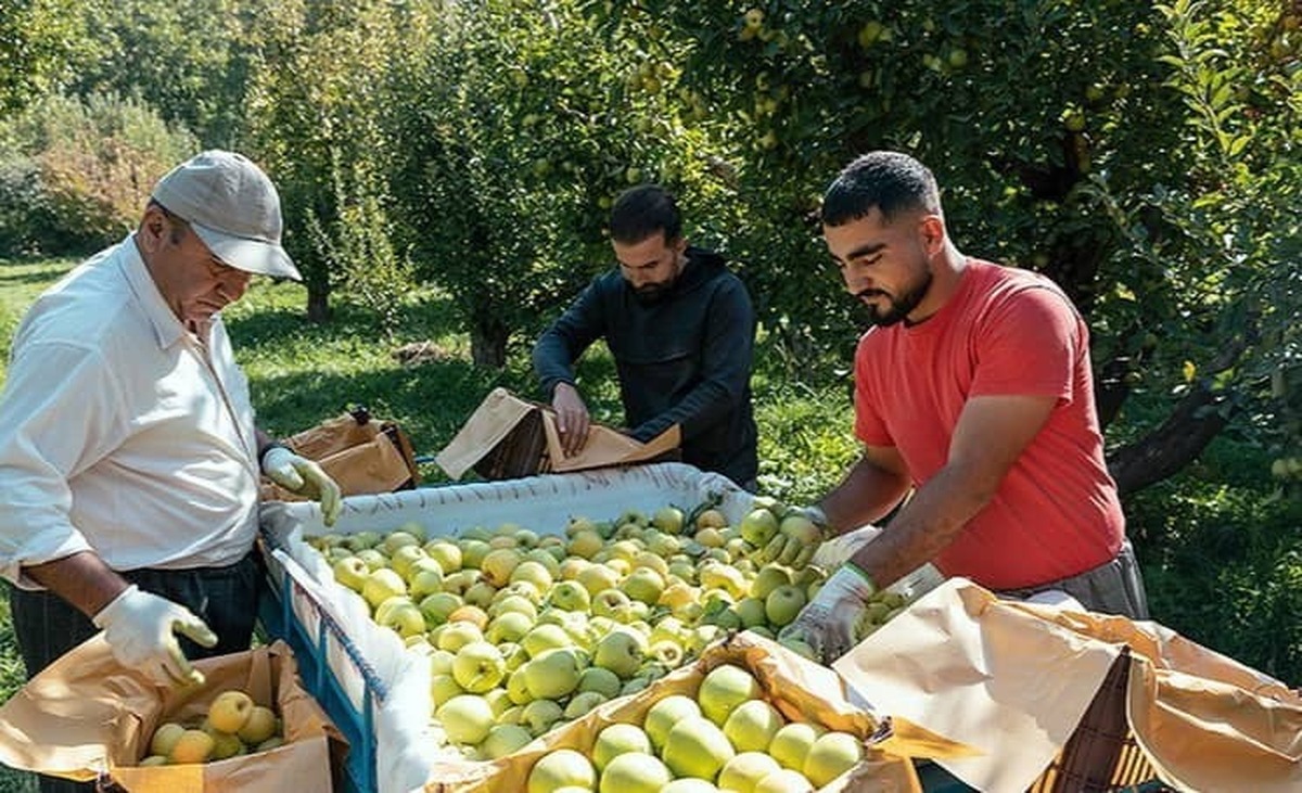آغاز برداشت سیب از ۶۲۰۰ هکتار باغات کهگیلویه و بویراحمد/ پیش‌بینی تولید ۱۳۰ هزار تن محصول
