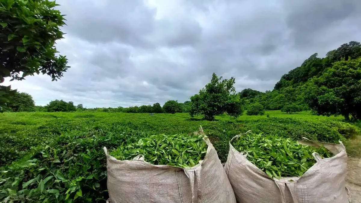 پرداخت ۱۷۷ میلیارد تومان تسهیلات به چایکاران و کارخانه‌های چای