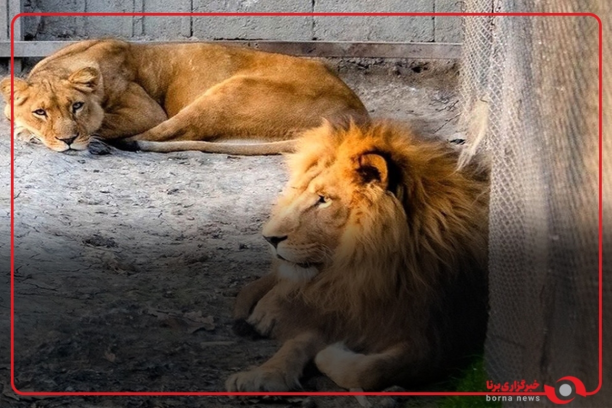 کشته شدن شیر در باغ وحش؛ حادثه ای غیر عادی یا مرسوم؟