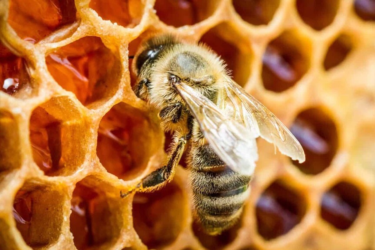 آذربایجان‌غربی پایتخت عسل کشور است