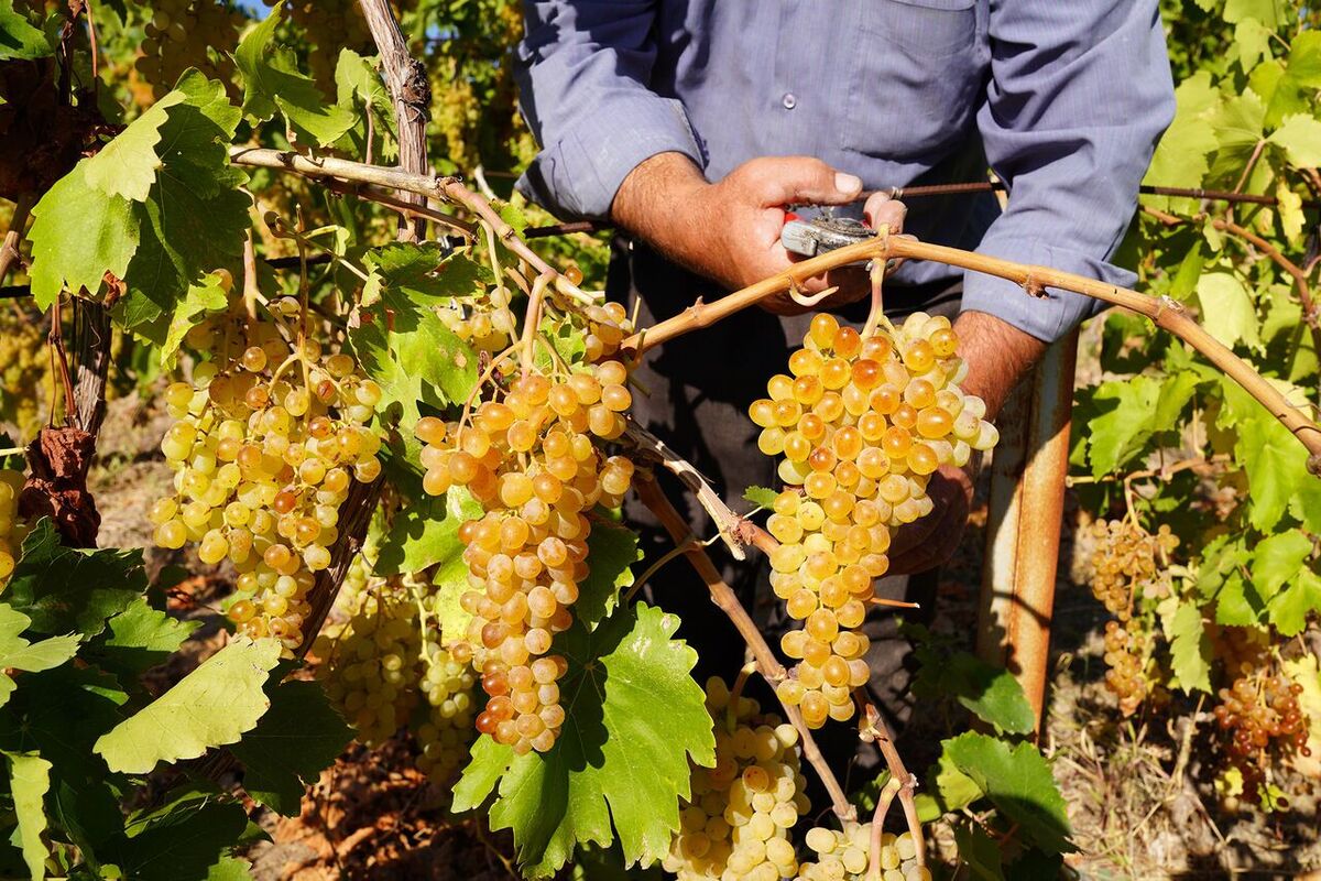 ۷۵ تُن انگور از باغ های شهرستان شوش برداشت شد