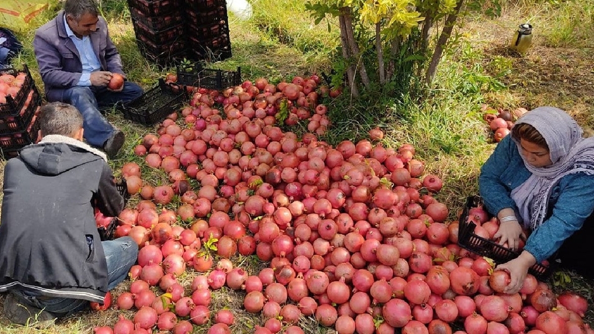 برداشت انار از باغ های دزفول آغاز شد