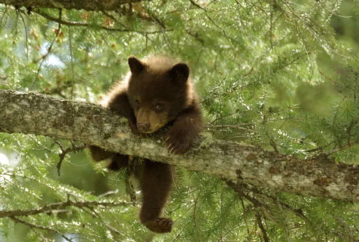 تصویربرداری جالب از توله خرس قهوه‌ای در حال بالا رفتن از درخت در جنگل‌های سیاهکل + فیلم
