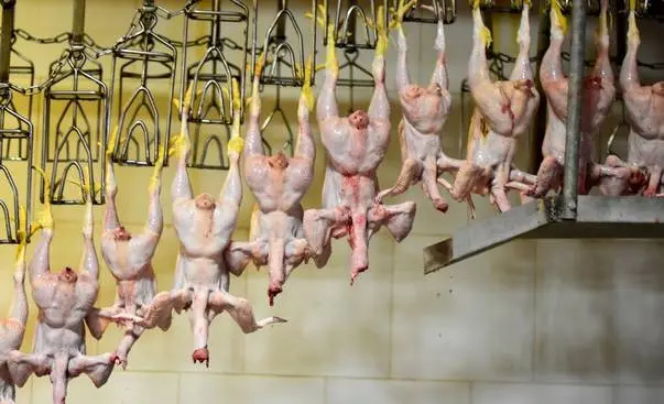 نژاد جوجه آرین بلای جان مرغداران استان قزوین/دست واسطه ها و دلالان را قطع کنید