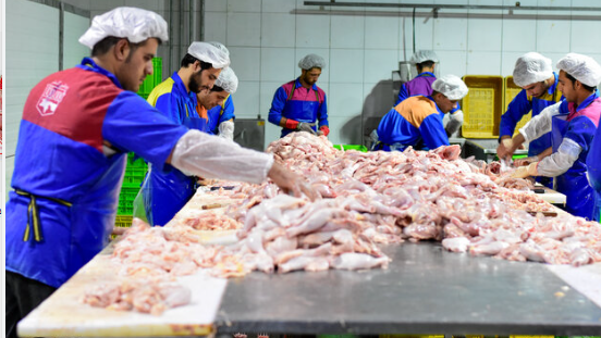 نژاد جوجه آرین بلای جان مرغداران استان قزوین/دست واسطه ها و دلالان را قطع کنید