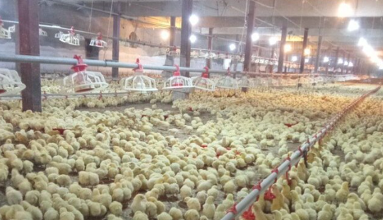 نژاد جوجه آرین بلای جان مرغداران استان قزوین/دست واسطه ها و دلالان را قطع کنید