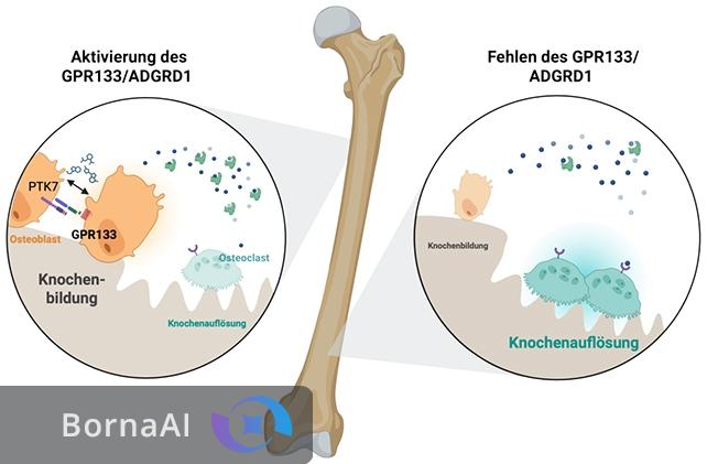 کشف راهی تازه برای درمان پوکی استخوان