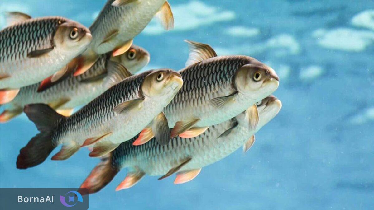 تحول شگرف در صنعت آب‌زی‌پروری با سیستم نانوحباب جدید