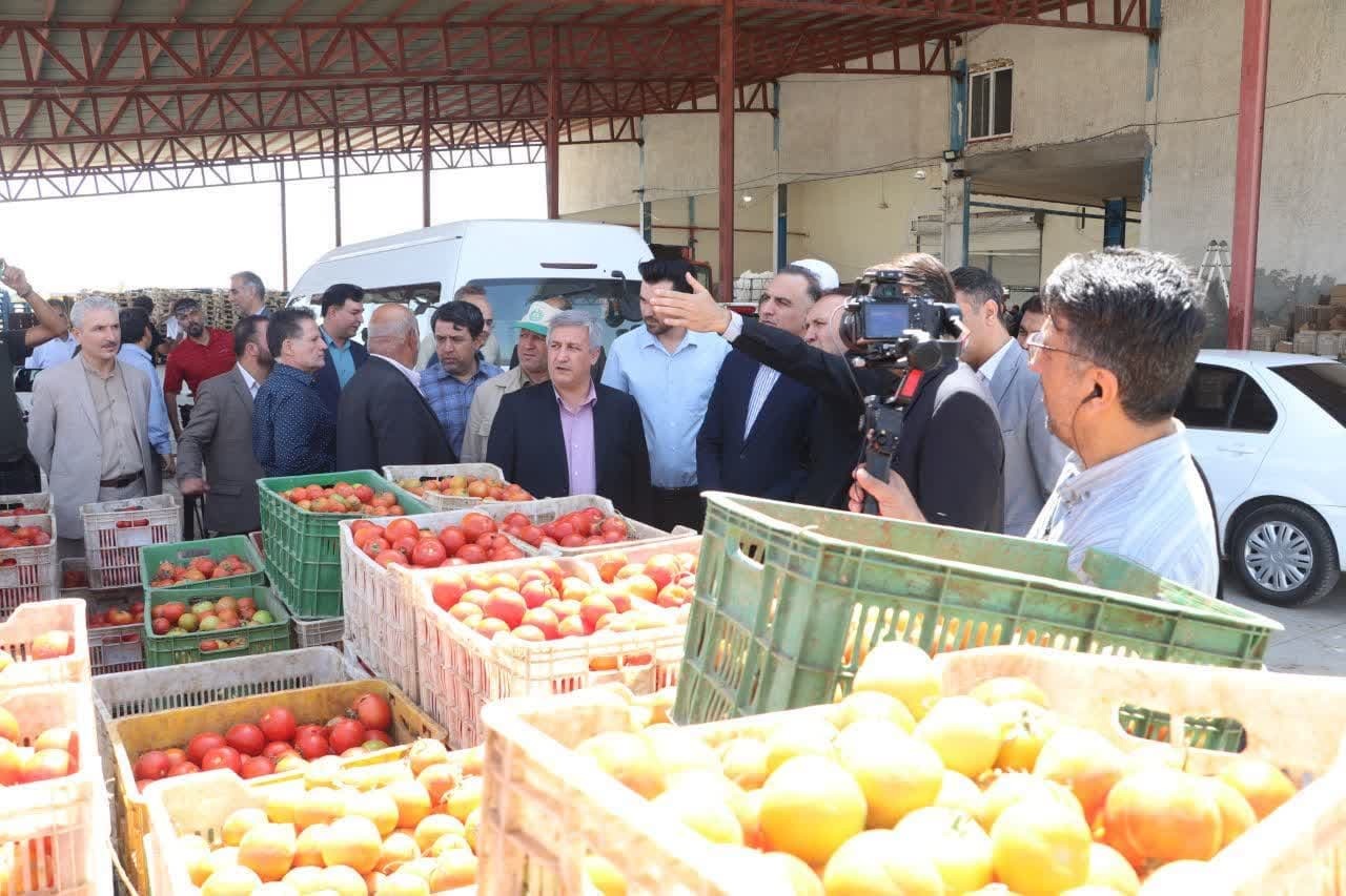 بازدید معاون وزارت جهاد کشاورزی از مجتمع سورت و بسته‌بندی گوجه‌فرنگی در تاکستان 