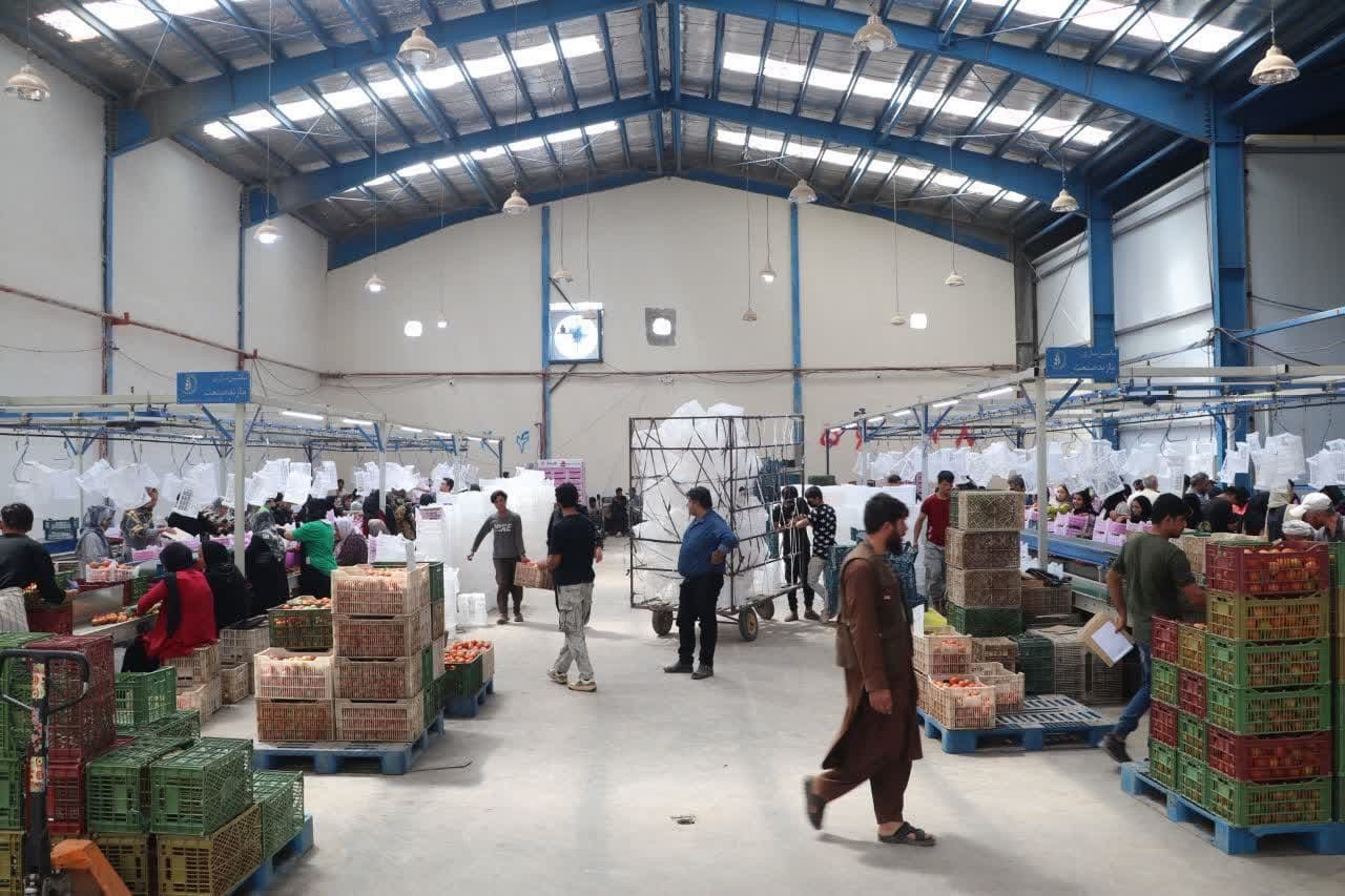 بازدید معاون وزارت جهاد کشاورزی از مجتمع سورت و بسته‌بندی گوجه‌فرنگی در تاکستان 