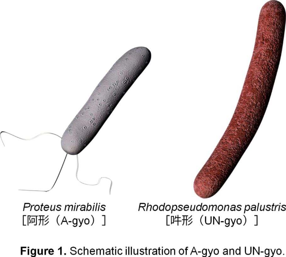 نابودی تومور بدون نیاز به سیستم ایمنی