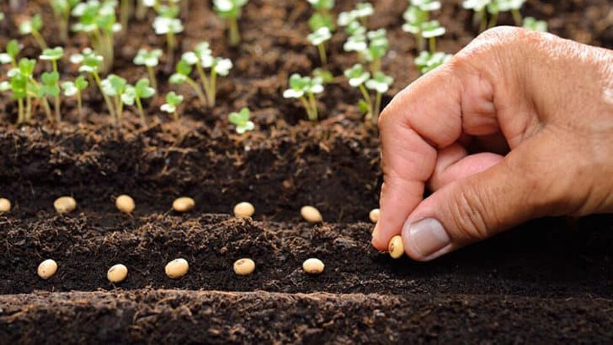 تأمین نهاده‌ها در سقف ارزی سالانه/ کود و بذر در اولویت قرار گرفت