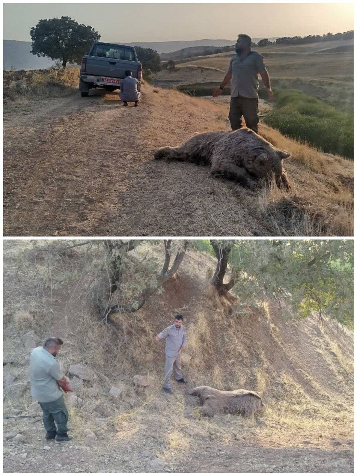 تلف شدن یک قلاده خرس قهوه ای در منطقه حفاظت شده قلاجه کرمانشاه