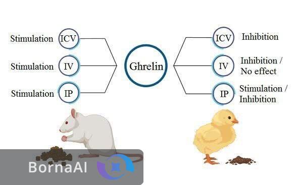 نقش گرلین در تنظیم اشتهای پرندگان رمزگشایی شد! نقش گرلین در تنظیم اشتهای پرندگان رمزگشایی شد!