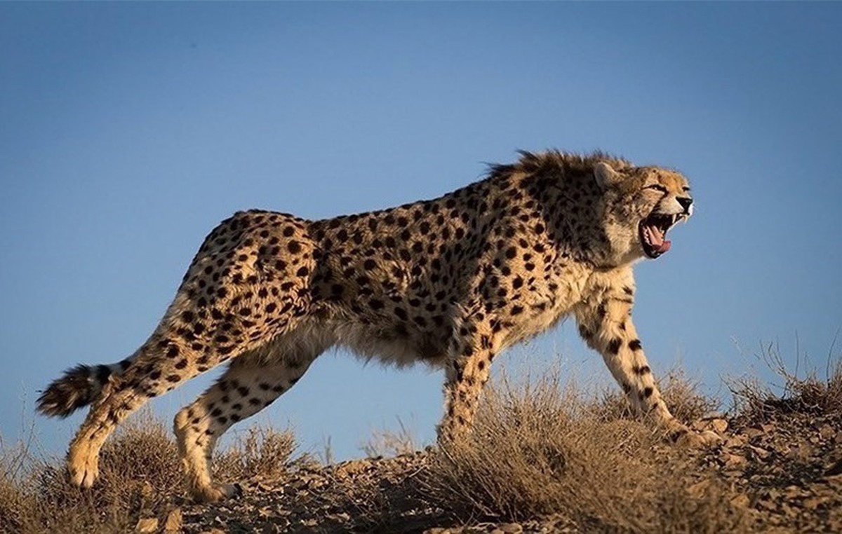 عزم جدی سازمان حفاظت محیط زیست برای نجات یوزپلنگ آسیایی از انقراض