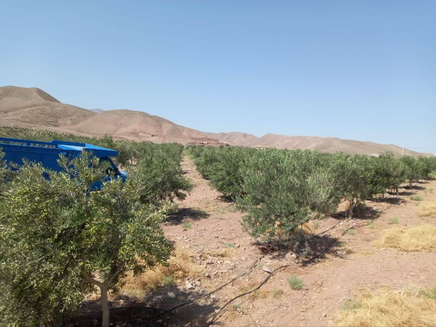 بهرهبرداری از طرح زیتونکاری طارم سفلی با اعتبار ۱۰۰ میلیارد ریال در قزوین بهرهبرداری از طرح زیتونکاری طارم سفلی با اعتبار ۱۰۰ میلیارد ریال در قزوین