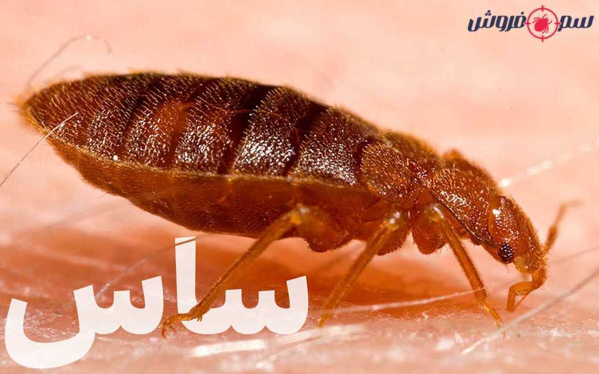 ساس چیست و آموزش سم پاشی ساس تختخواب