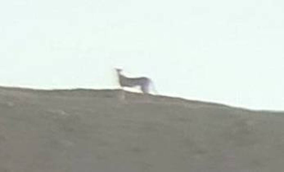 ‎مشاهده ۲ قلاده یوزپلنگ آسیایی در پناهگاه حیات‌وحش نایبندان پس از یک دهه