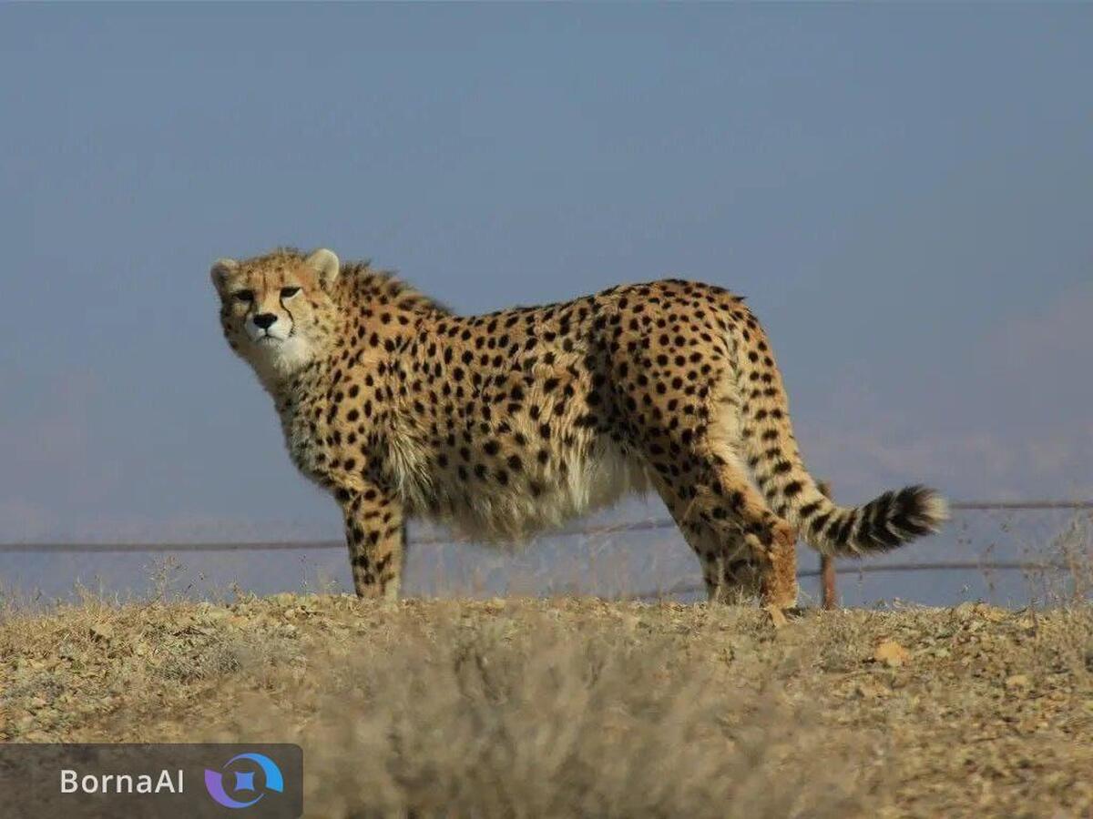 پایداری ایرانسل در حفاظت از آخرین بازماندگان یوز ایرانی