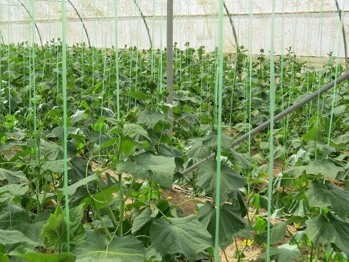 گلخانه‌های نوین چهارمحال و بختیاری؛ دستاورد دانش‌بنیان‌ها