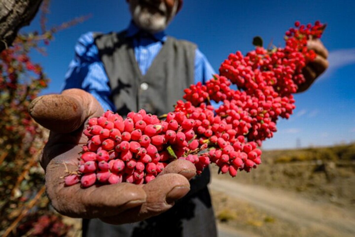 زرشک خراسان جنوبی؛ گنج پنهان ایران