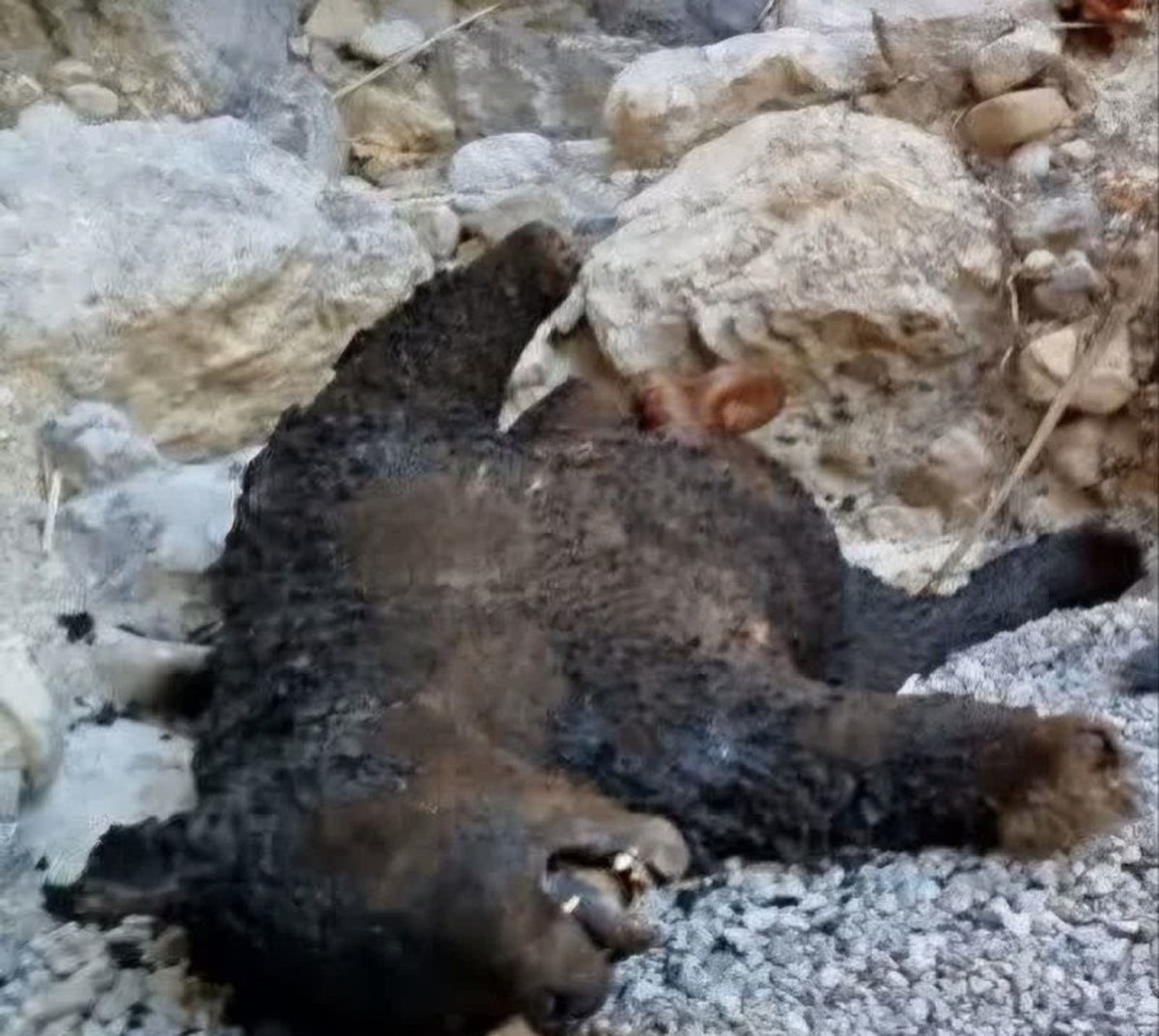 شکار خرس ۵ساله در منطقه حفاظت شده دنا