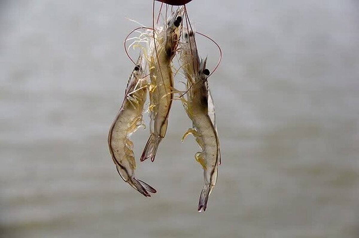 پروژه تاریخی در چوئبده؛ نخستین پایلوت ملی آبزی‌پروری اتاق بازرگانی آبادان و شیلات کشور رکورد شکنی کرد / الگویی برای توسعه اقتصادی روستاهای مرزی و ارز آوری غیر نفتی