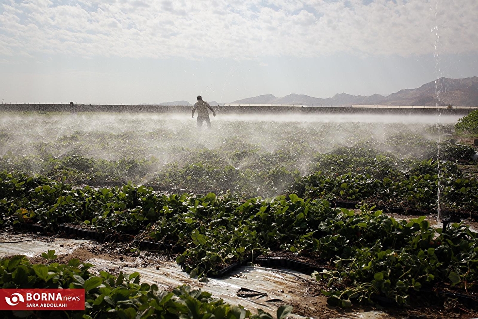 گلخانه توت فرنگی