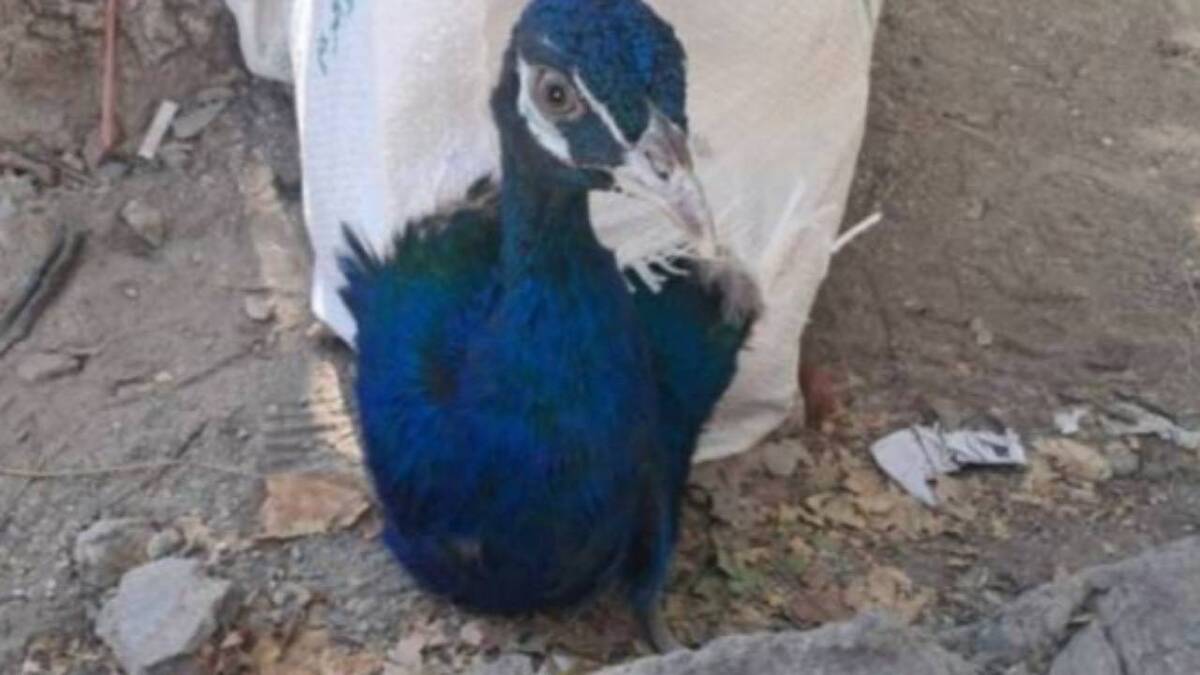 ۱۰ قطعه طاووس هندی قاچاق در مرز باشماق  مریوان کشف و ضبط شد