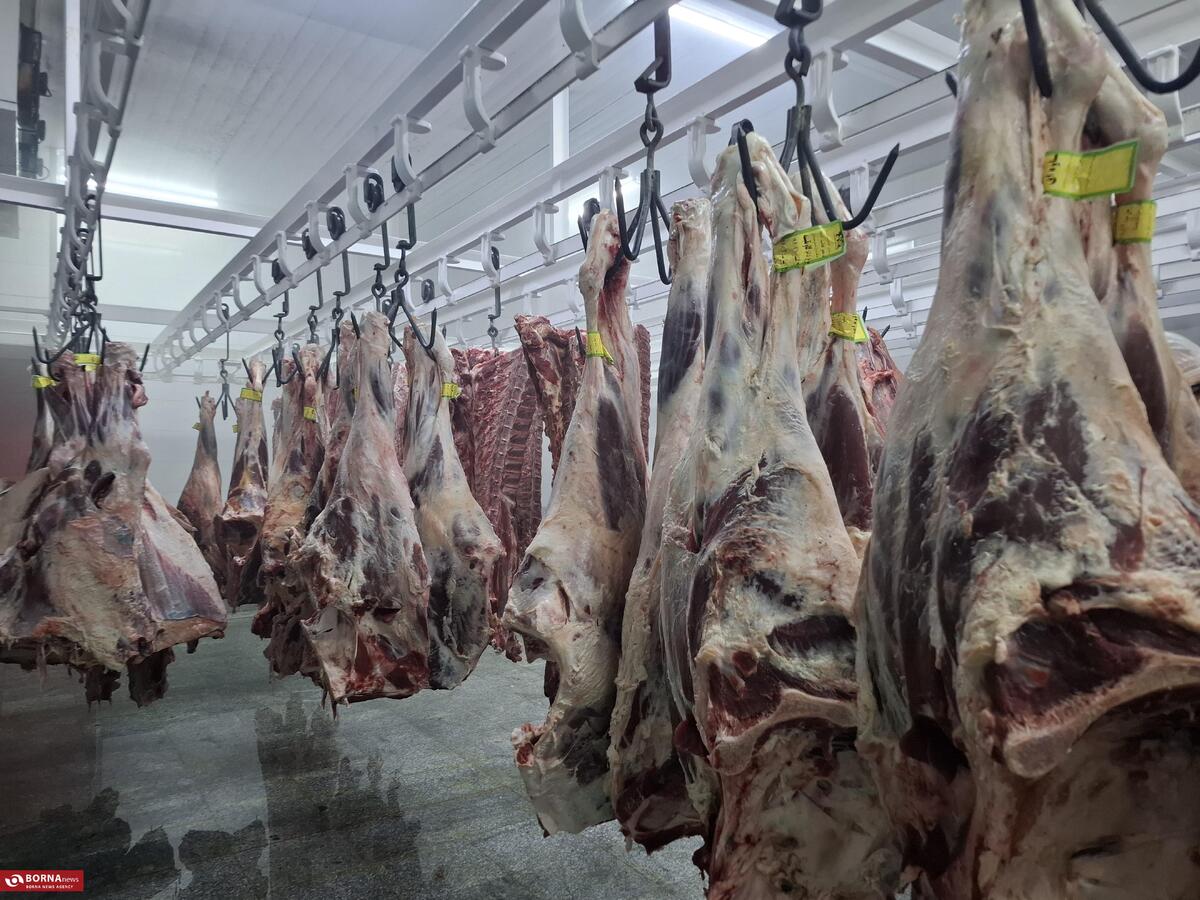 کمبودی برای تامین دام کشتار در استان تهران وجود ندارد