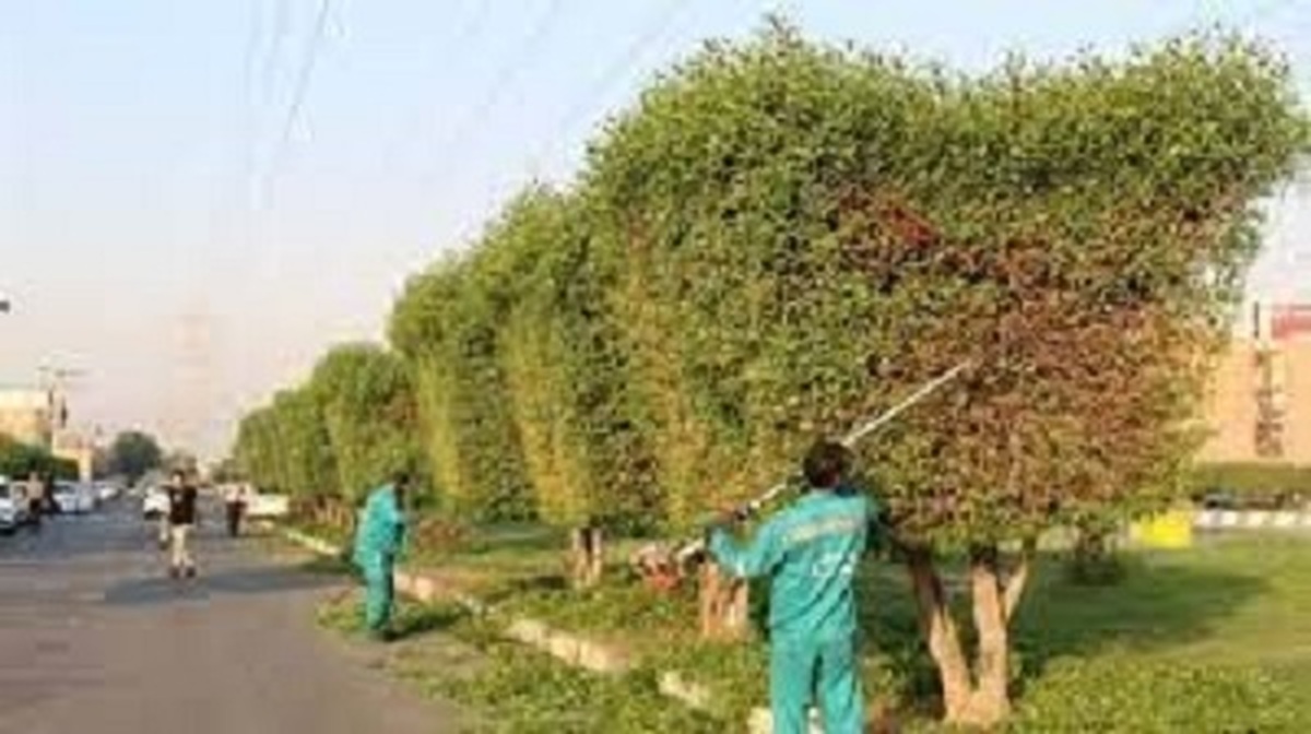 لزوم هرس درختان کنوکارپوس قبل از نخستین بارندگی پاییزه در خوزستان