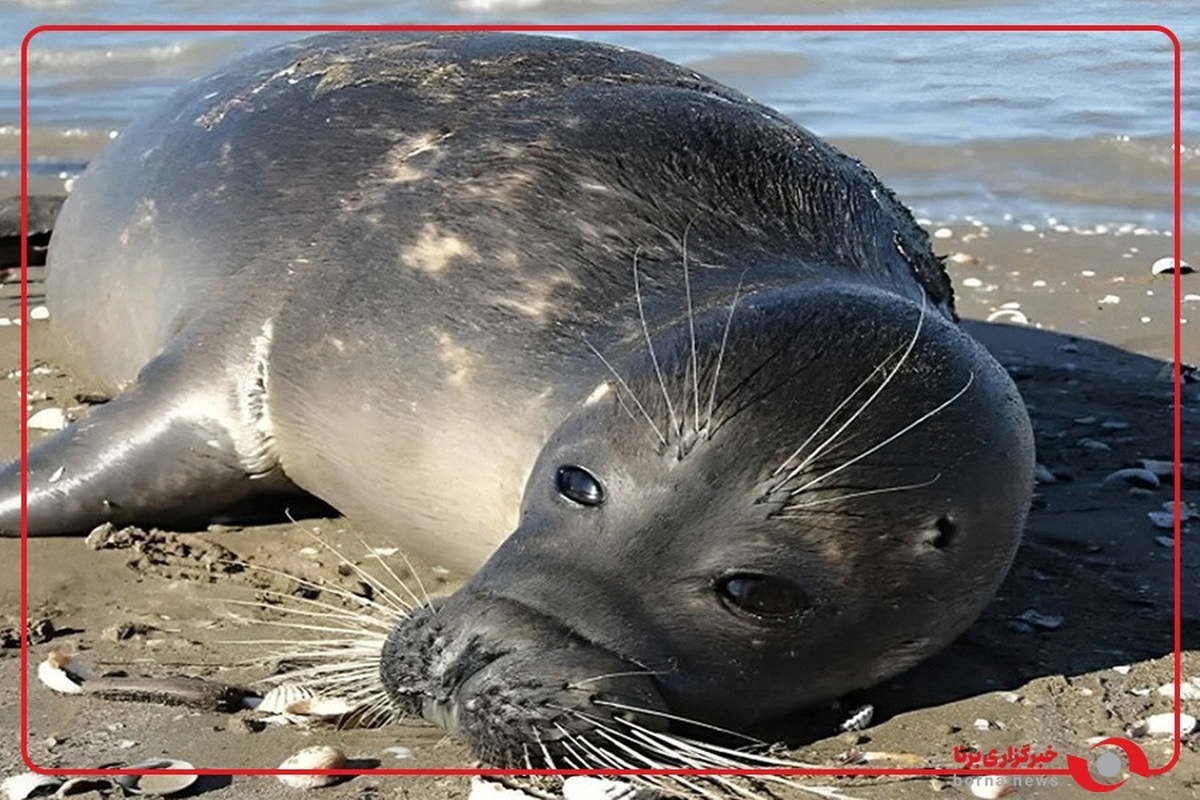 مرگ یک قلاده فوک خزری دیگر