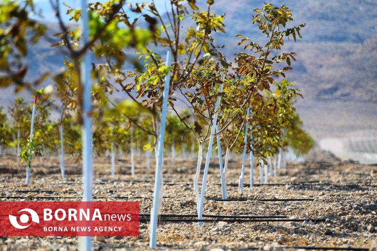 شتاب منطقه آزاد ماکو به سوی توسعه