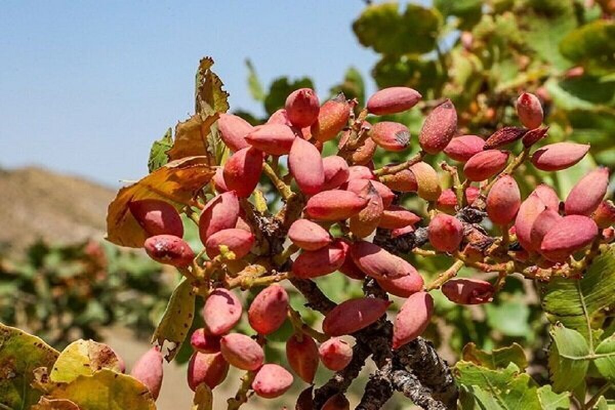 ۶۰ تن پسته از باغات سیروان برداشت می‌شود