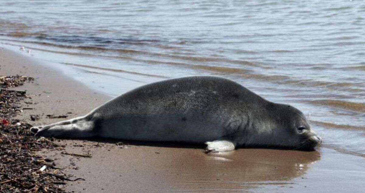 کشف لاشه جدید فوک خزری در ساحل ساری/ شمار تلفات امسال به ۵۴ قلاده رسید