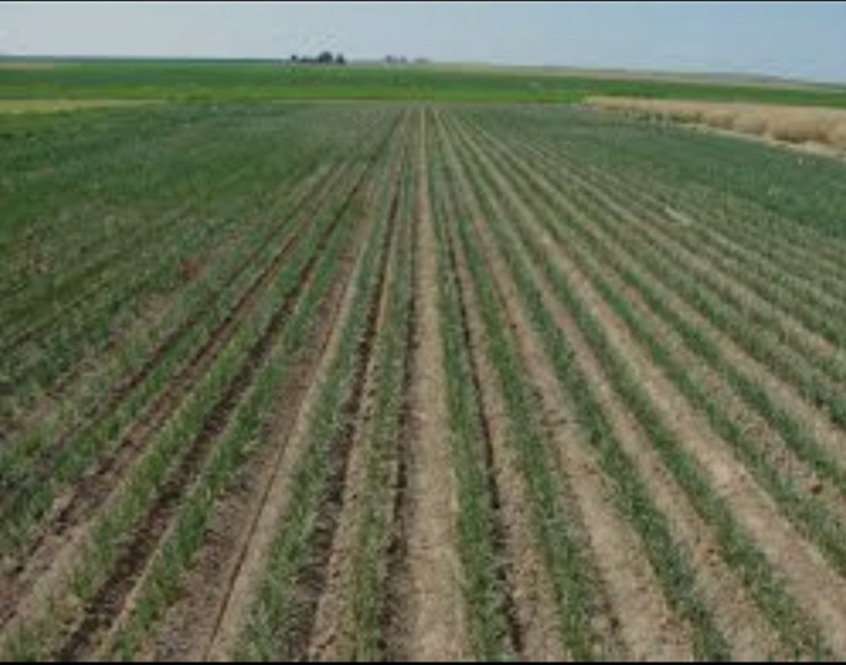 آغاز کاشت ۳۹۰۰ هکتار پیاز در شهرستان میناب