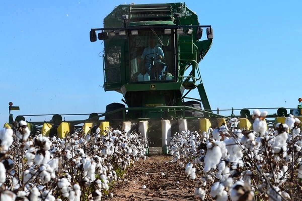 برداشت مکانیزه؛ جهشی برای بازگرداندن شکوه پنبه به سرزمین طلای سفید