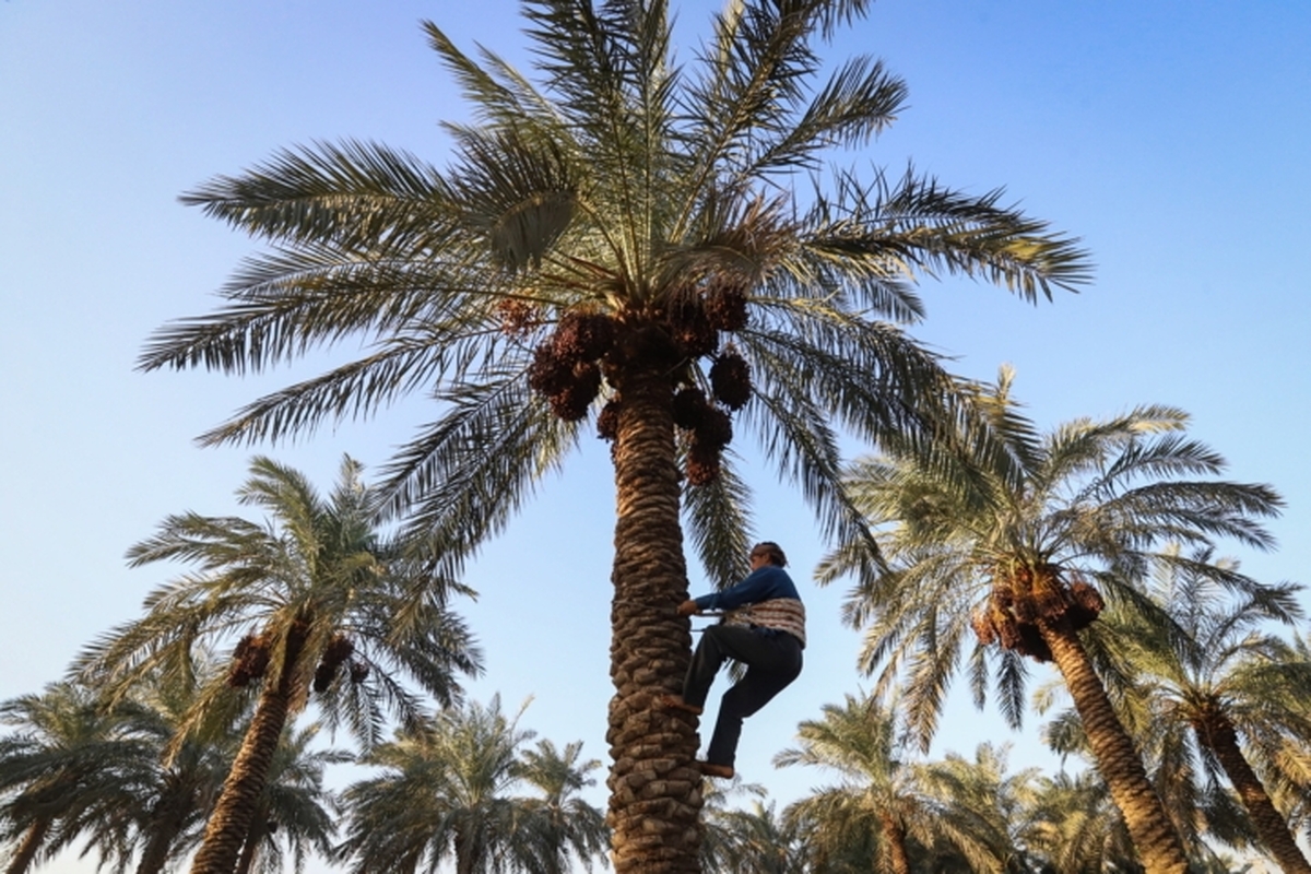 خیز کرمانشاه برای ارتقا در صنعت خرما با توسعه ۴ هزار هکتار نخیلات