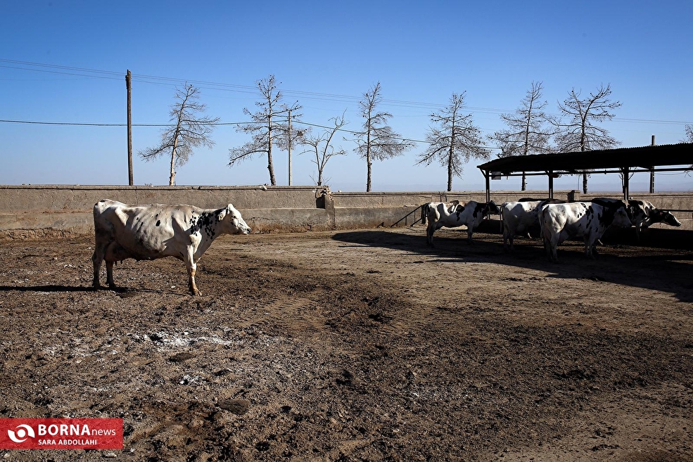 دامپروری قدس