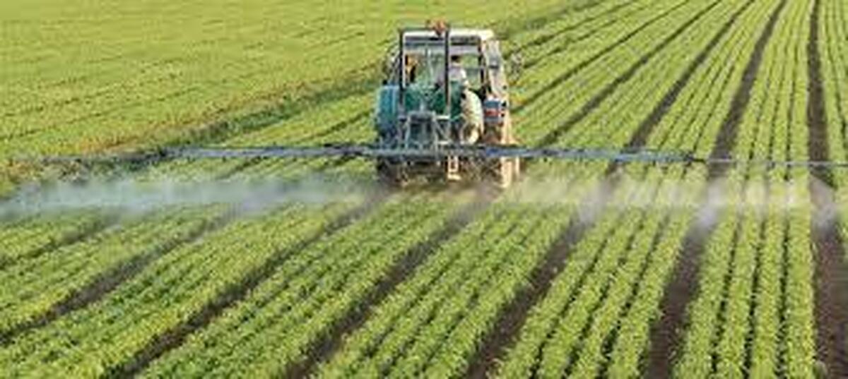 اجرای طرح الگوی کشت در قم و کاهش قابل توجه مصرف آب