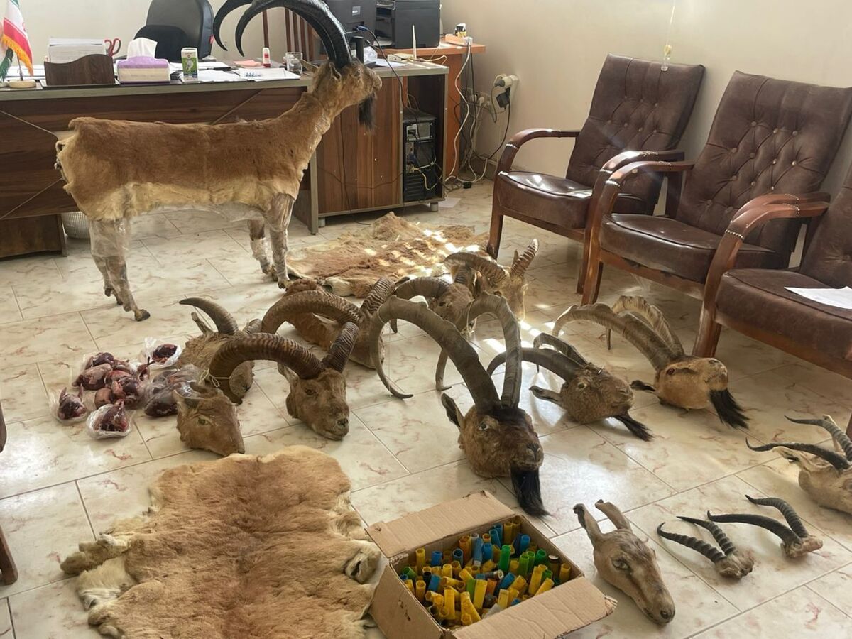 شکارچی حیات وحش در خمین دستگیر شد