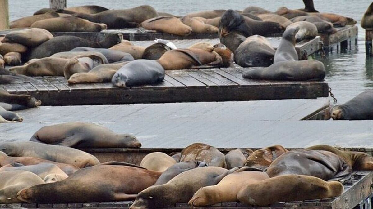 رئیس محیط‌زیست دریایی مازندران: علت مرگ فوک‌های خزری معلوم نیست