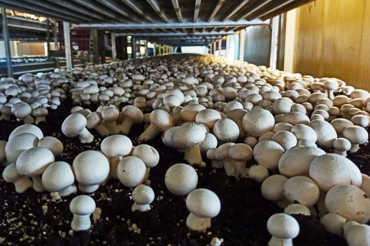 واحدهای پرورش قارچ همدان برای ۳۵۷ نفر اشتغالزایی ایجاد کردند