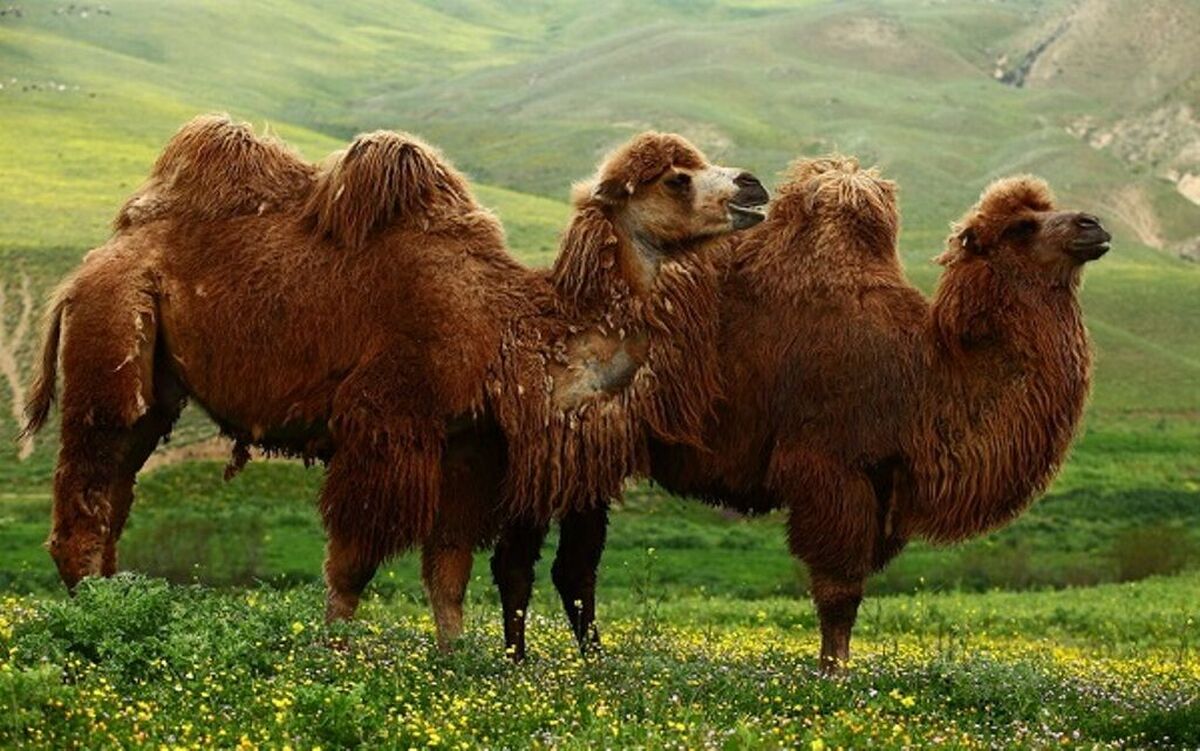 افزایش جمعیت شتردوکوهانه در حال انقراض مغان به ۳۰۰ نفر